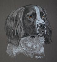 springer spaniel portrait - Mac