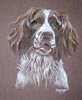 springer spaniel sam