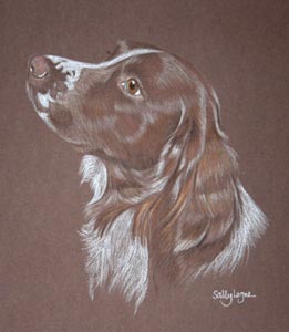 woody - springer spaniel