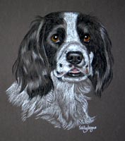 black and white springer spaniel - Zoe