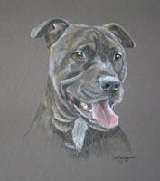 staffordshire bull terrier - Zak