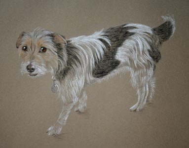 terrier - full body portrait of Scrap