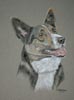 cardigan welsh corgi - coley