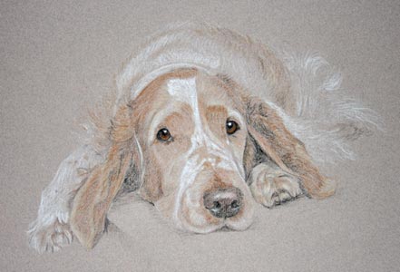 welsh springer _ merlin