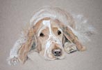 welsh springer - Merlin