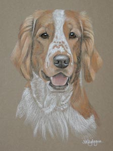 welsh springer - Spike