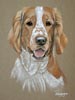 Spike welsh springer