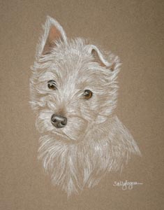 west highland terrier - Whiskey