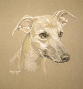 whippet portriat - Barney