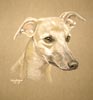 whippet portrait of Barney