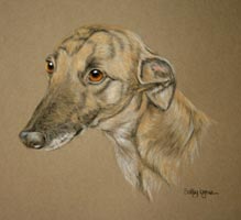 Whippet Lurcher - Tiger