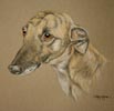 whippet lurcher - Tiger