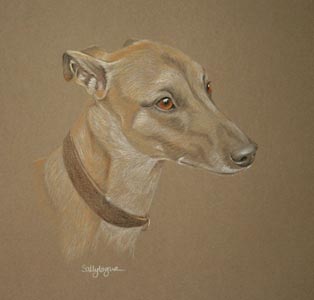 oakey - whippet