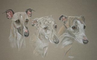  portrait of three greyhound
