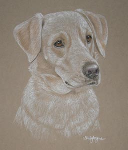 yellow lab - Ben