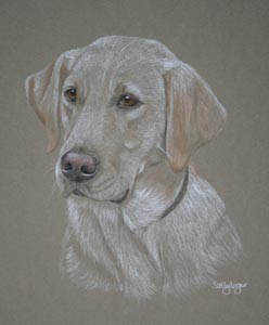 yellow labrador - Millie