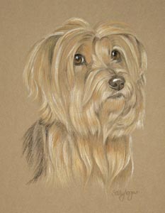 breagle - yorkshire terrier