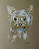 yorkie portrait  - Maxi