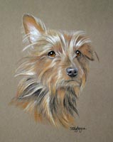 yorkie - yorkshire terrier portrait _ skip