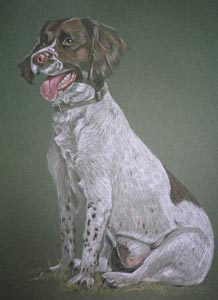 full body portrait of english springer - Daisy