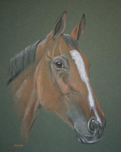 horse portrait - Elma