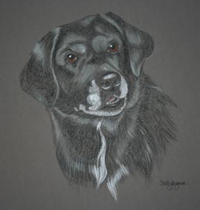 lab collie cross - portrait of Laddie