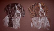 2 springer spaniels