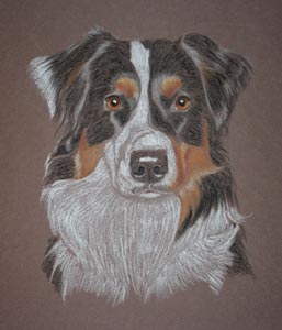 pastel portrait of Australian Shhep dog - Charm