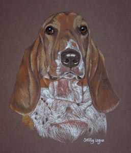 basset hound  - dog portrait -  Bertie