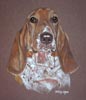 basset  hound - bertie