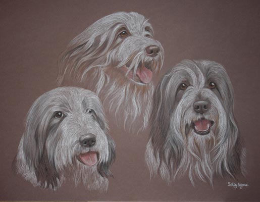 bearded collie portrait - Wally abby and Jack