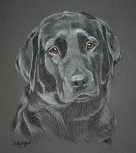 black lab dog portrait Gem