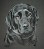 black labrador - dog portrait of Gem