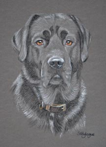 portrait of George - black Labrador