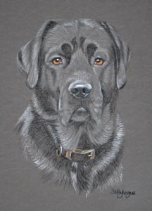 black labrador - George