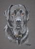 black labrador portrait