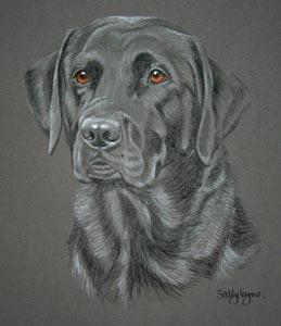 Black Lab - Harvey