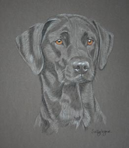 black lab - Jade