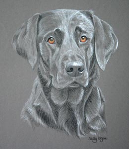 black lab - Jed