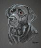 black labrador portrait