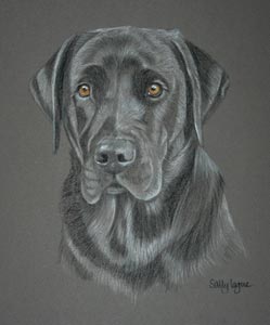 black lab Max G