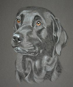 black lab picture - portrait of Milly