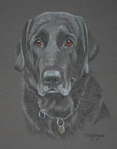 black lab - Ollie