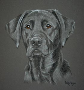 portrait of Paisley - Black Labrador