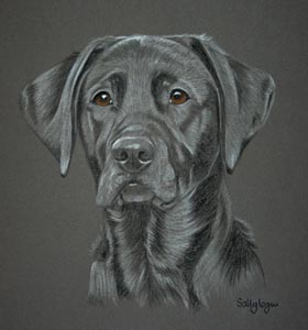 black labrador porrtait of Paisley