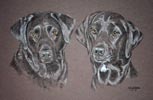 2 black labs