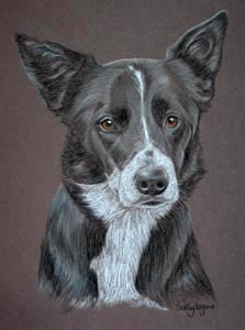 border collie - Cass