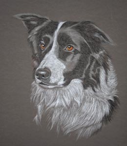 border_collie_charlie