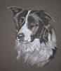 border collie portrait 