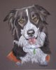 SARDA Lakes Border collie portrait - Dottie